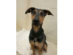 Adopt Bella a Doberman Pinscher, Labrador Retriever