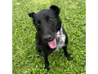 Adopt Rocko a Rat Terrier, Australian Cattle Dog / Blue Heeler