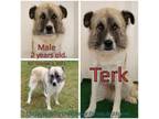 Adopt Terk a Anatolian Shepherd, Mixed Breed