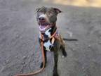 Adopt CHOP a Labrador Retriever, Staffordshire Bull Terrier