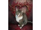 Adopt Raindrop VonZazzle a Domestic Short Hair