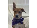 Adopt Dasher a Mixed Breed