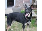 Adopt Goose a German Shepherd Dog