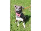 Adopt Harry a Mixed Breed
