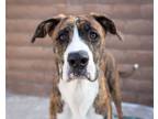 Adopt Jack - At Pembina Valley Humane Society a Boxer, Labrador Retriever