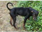 Adopt Jeb a Hound, Doberman Pinscher