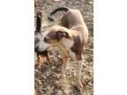 Adopt Bandit a Greyhound, Labrador Retriever