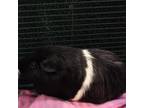 Adopt Oreo Silk (Bonded w/Daisy) a Guinea Pig