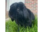 Adopt Atticus - Foster a Bunny Rabbit