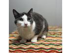 Adopt Dimitri a Manx