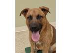 Adopt Zeus a German Shepherd Dog