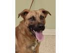 Adopt Zando a German Shepherd Dog