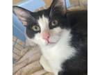 Adopt Meatloaf a Domestic Short Hair