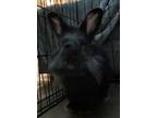 Adopt Tucker a Netherland Dwarf