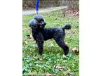 Adopt Paco a Poodle