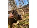 Adopt Chance a Mixed Breed, Pit Bull Terrier