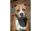 Adopt Drew a Pit Bull Terrier