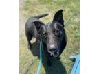 Adopt Rocky a German Shepherd Dog