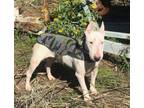 Adopt Billie a Bull Terrier