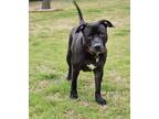 Adopt Howie a Pit Bull Terrier, Labrador Retriever