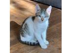Adopt Darcy #pride-and-prejudice a Tabby, Domestic Short Hair