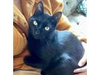 Adopt Jack #Black-Jack a Bombay, Domestic Short Hair