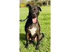 Adopt Sterling a Labrador Retriever, Boxer