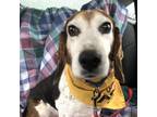 Adopt Cobby a Beagle, Basset Hound