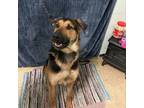 Adopt Bandit a German Shepherd Dog, Rottweiler