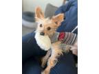 Adopt Hunter a Yorkshire Terrier
