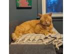 Adopt Mr. Giuseppe ~ (Courtesy Post) a Domestic Short Hair