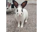 Adopt Rorschach (Rory) a Mini Rex