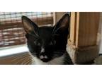 Adopt Rugby a Domestic Short Hair