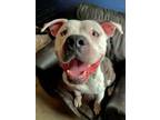 Adopt Brantley aka Leo a American Staffordshire Terrier