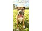 Adopt Wiser a Mixed Breed