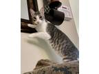 Adopt Wally a Domestic Short Hair