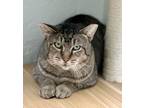 Adopt Sheldon a Domestic Short Hair