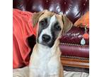 Adopt Niblet 11-3040 a Black Mouth Cur