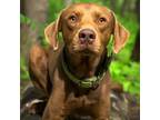 Adopt Todd a Chocolate Labrador Retriever