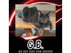 Adopt G.B a Russian Blue, Domestic Short Hair