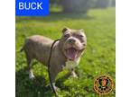 Adopt Buck a American Staffordshire Terrier