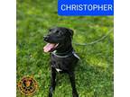 Adopt Christopher a Labrador Retriever