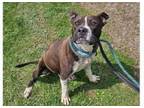 Adopt Remi a American Staffordshire Terrier