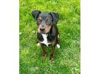 Adopt Hawk a Rottweiler, Mixed Breed