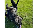 Adopt Justice a Rottweiler, German Shepherd Dog