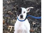 Adopt Jester a Rat Terrier