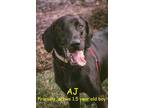 Adopt AJ a Black Labrador Retriever, Hound