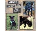 Adopt Barney a Labrador Retriever, Terrier