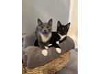 Adopt Sage & Jinx a Tuxedo, Russian Blue