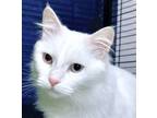 Adopt Smooth as Silver (Deaf) - Foster needed a Turkish Angora
